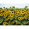 All Colors Flower Seeds Organic sunflower seeds for planting
